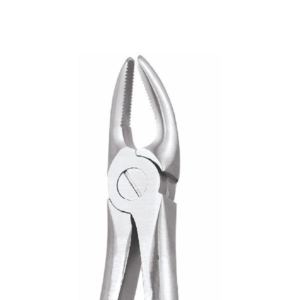 UPPER PREMOLARS NO 7